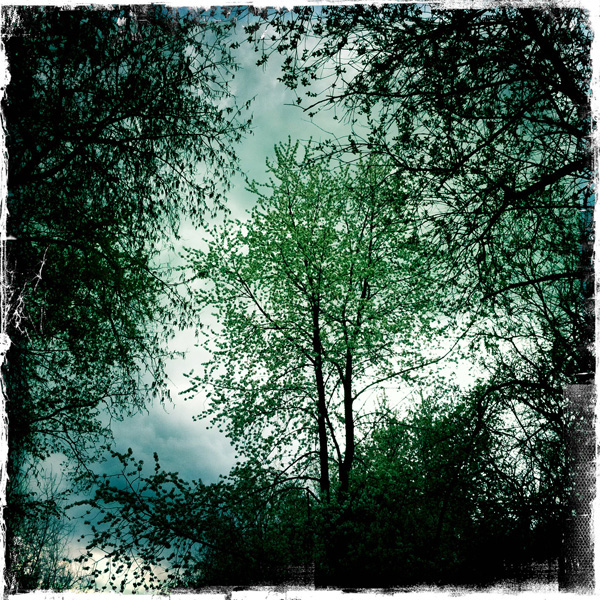 Local trees