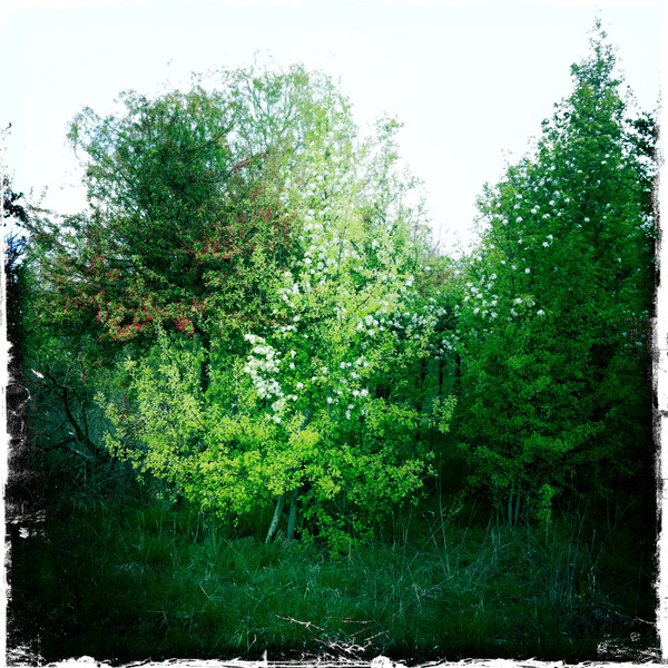 Local trees