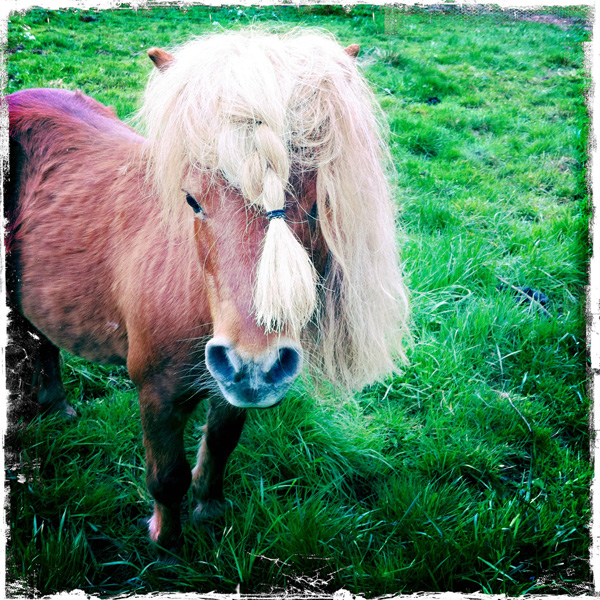 Pony
