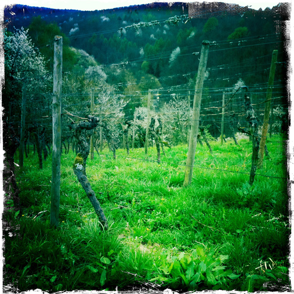 Landscape in april