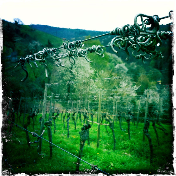 Landscape in april