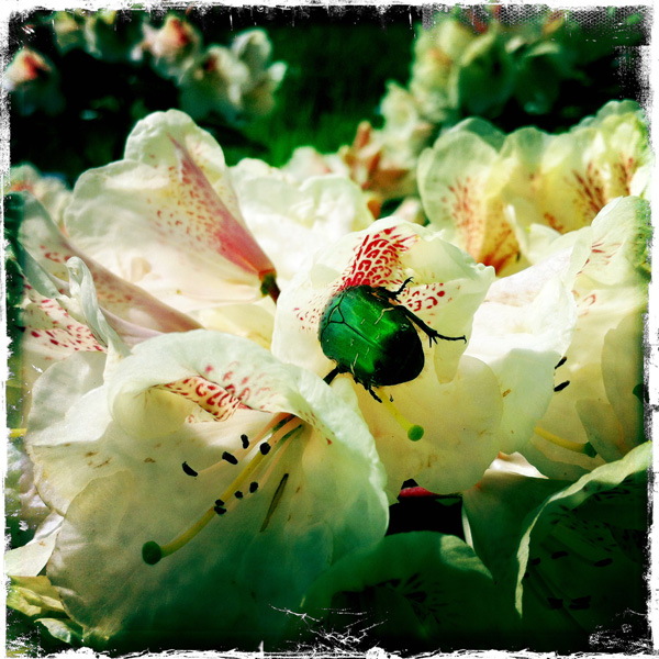Bugs