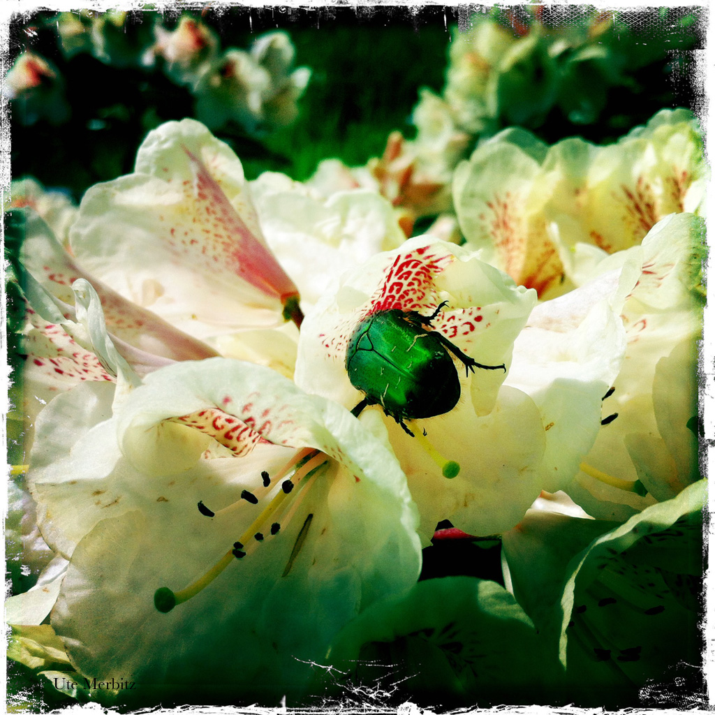 Bugs