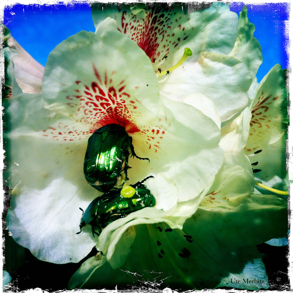 Bugs